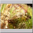 Acrosathe annulata - Stilettfliege w01.jpg